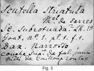 étiquette manuscrite de la collection Grateloup.