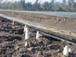 Rangs d'asperges prêtes à la cueillette (photo : Domaine de TOUT L'Y FAUT à Marcillac)